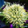 葱坊主の花火