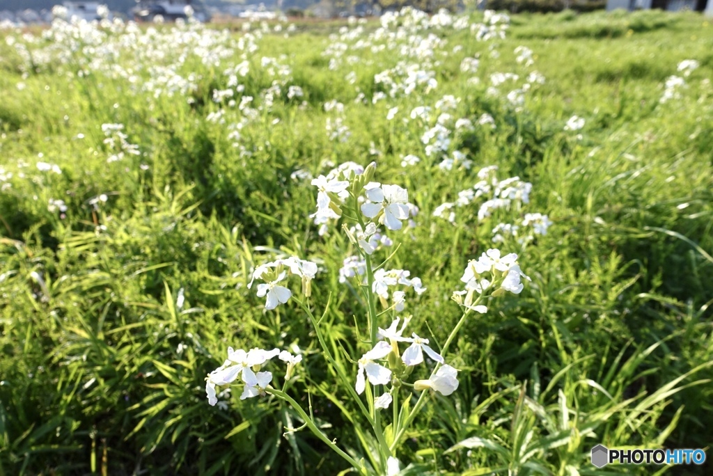 春を喜ぶ大根の花