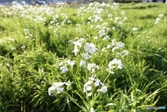 春を喜ぶ大根の花
