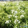 春を喜ぶ大根の花