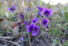 紫の小さな山野草6
