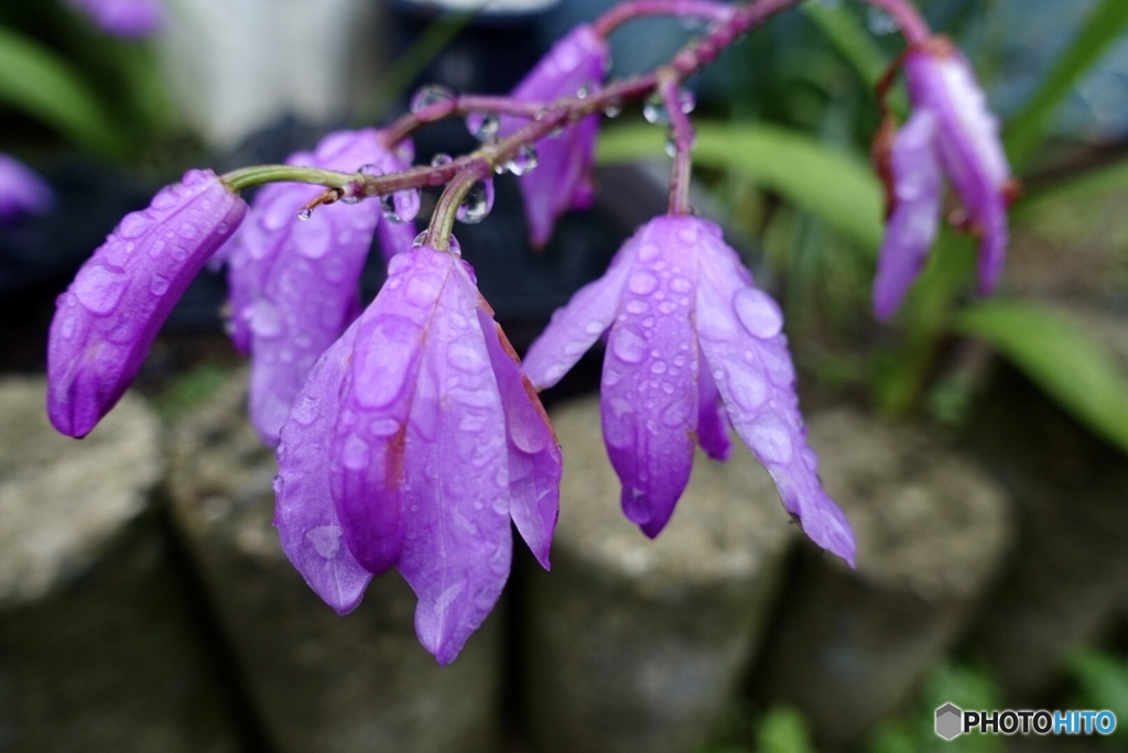 雨の滴と紫の花
