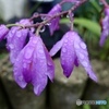 雨の滴と紫の花