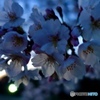 夕暮れに咲くさくら
