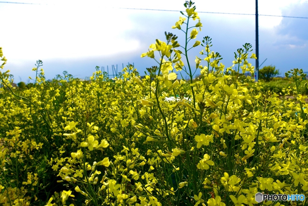 ブロッコリーの花と青空