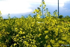 ブロッコリーの花と青空