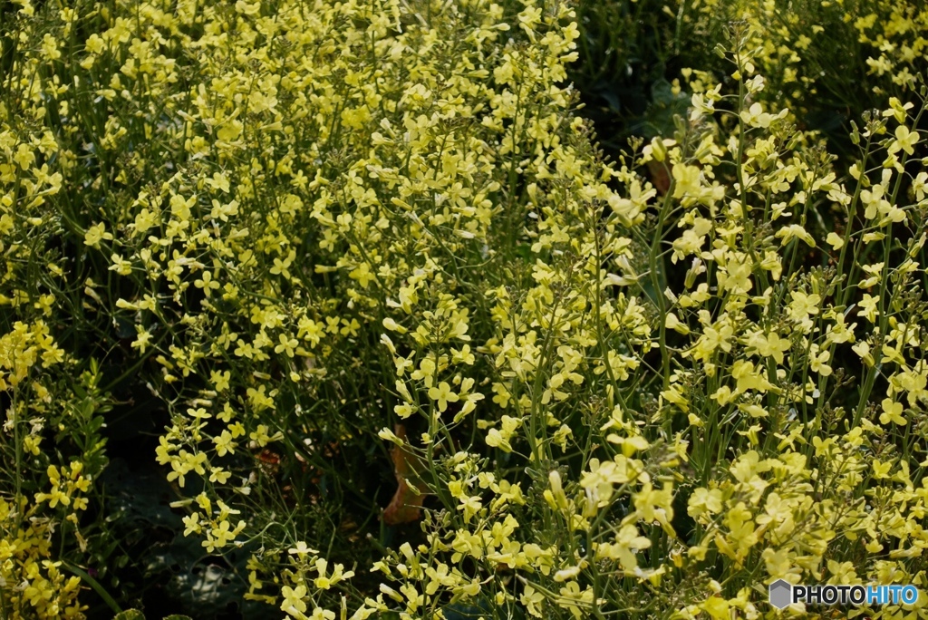 ブロッコリーの花の乱舞