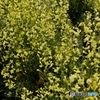 ブロッコリーの花の乱舞