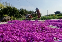 芝桜と農婦