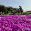 芝桜と農婦