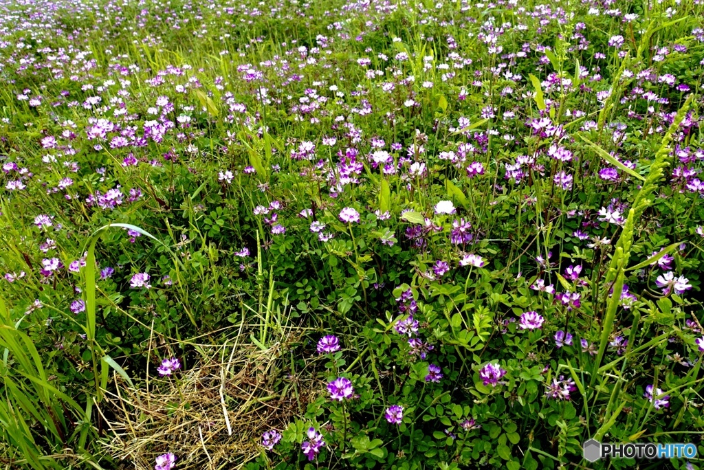 寄り添えうと美しさを増す蓮華の花