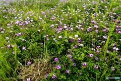 寄り添えうと美しさを増す蓮華の花