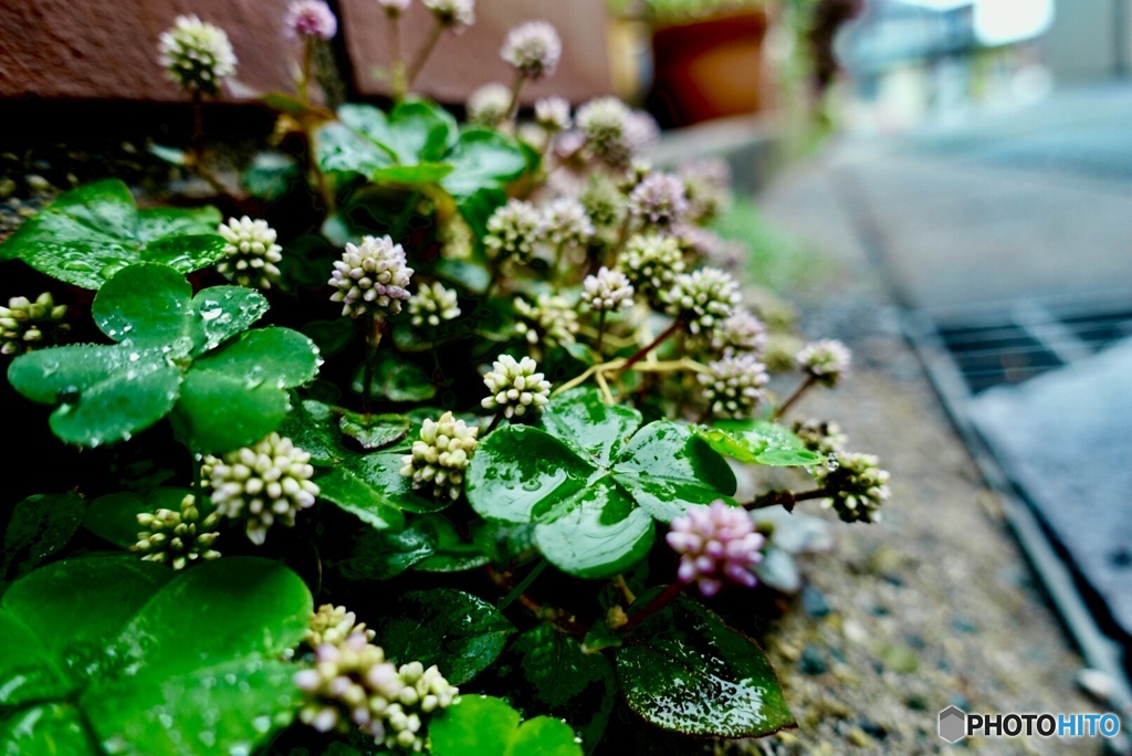 花の見る　路傍の雨は　人知れず　世界の果てと　繋いでくれる