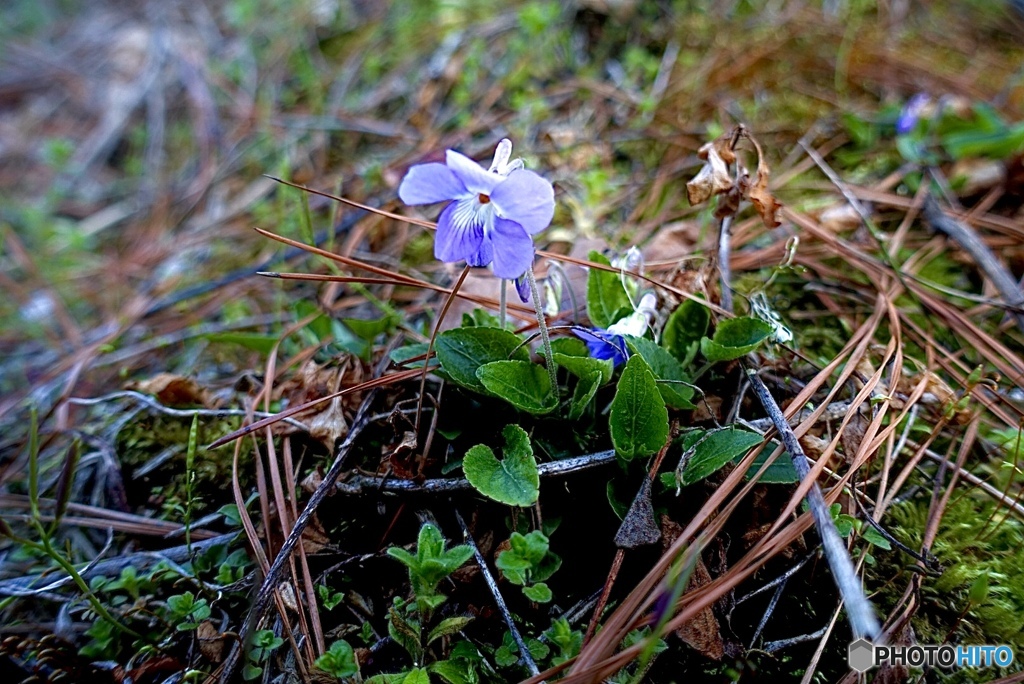 山野草