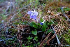 山野草