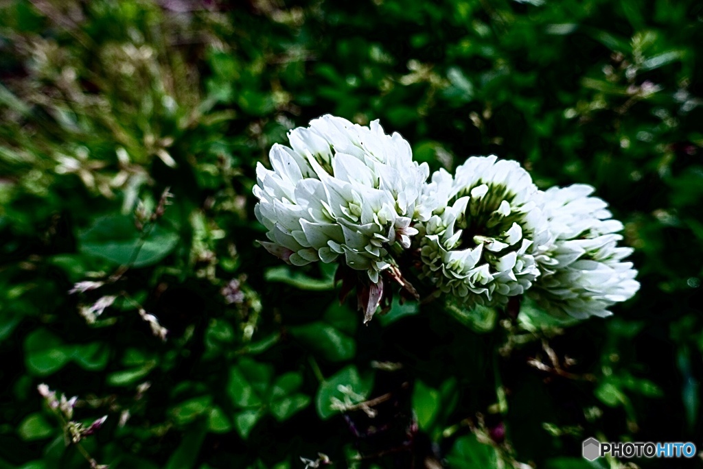 クローバーの花