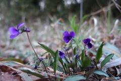 紫の小さな山野草3