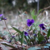 紫の小さな山野草3