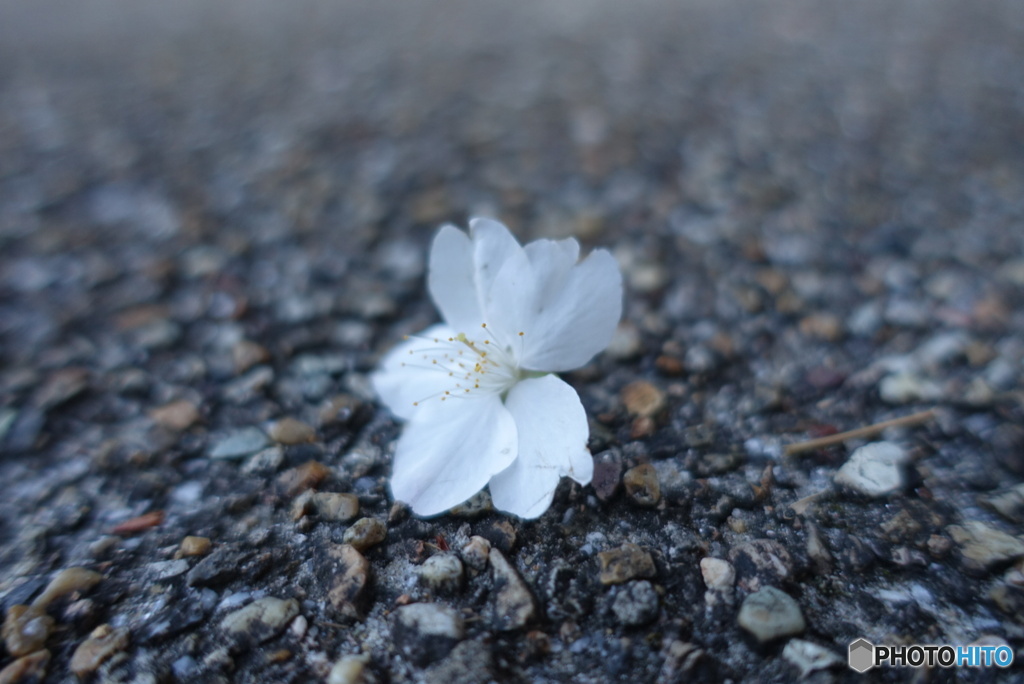 風で転がる桜2