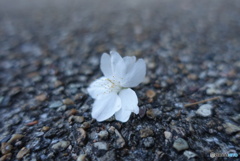 風で転がる桜2
