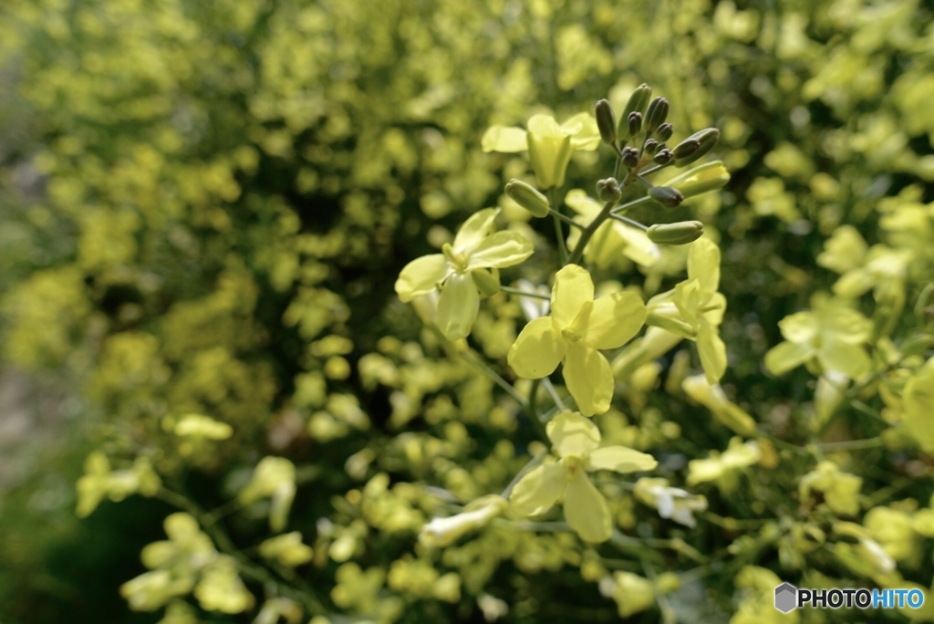 ブロッコリーの花は春を喜ぶ