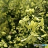 ブロッコリーの花は春を喜ぶ