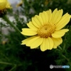 春菊3