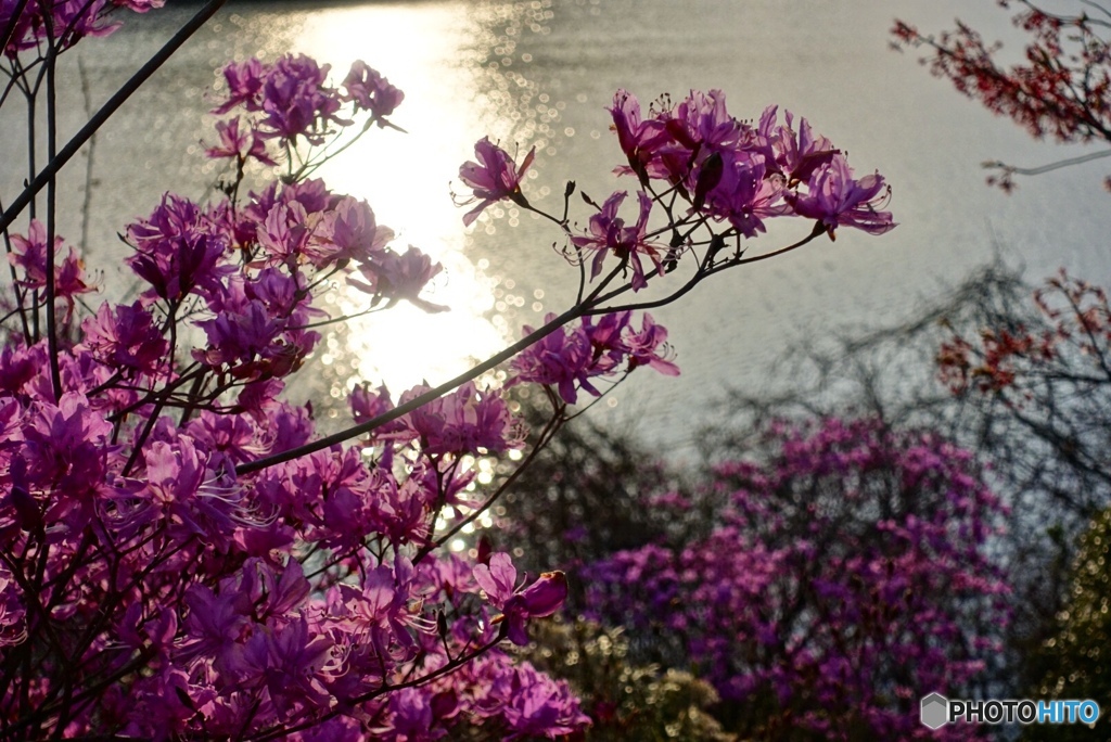 夕陽と湖とヤマツツジ