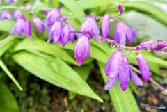 雨上がり　紫なのは　雫か花か