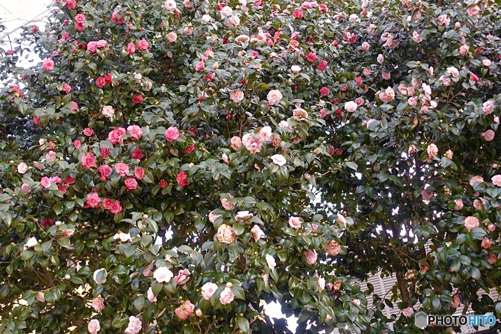 椿は沢山咲くんだね