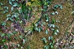 宿り木たちも苔も受け止める樹