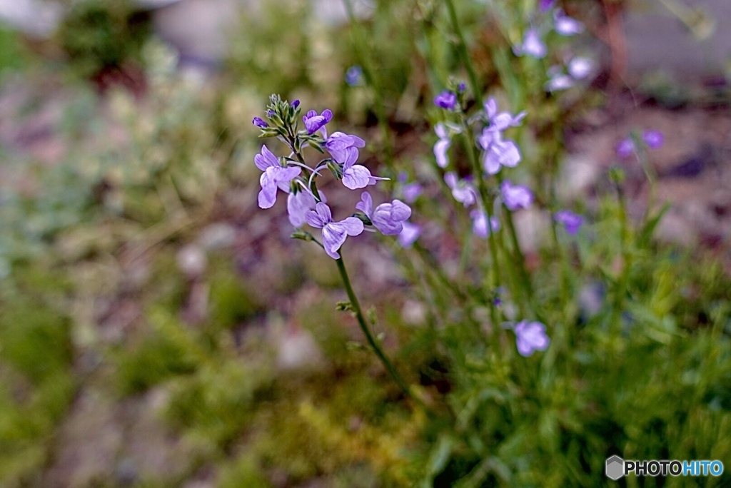 繊細で可憐でもどんな荒地にも咲く強さのある花。