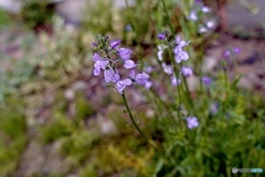 繊細で可憐でもどんな荒地にも咲く強さのある花。