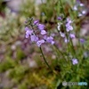 繊細で可憐でもどんな荒地にも咲く強さのある花。