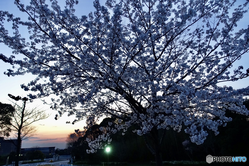 夕暮れと桜2