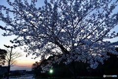 夕暮れと桜2
