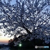 夕暮れと桜2