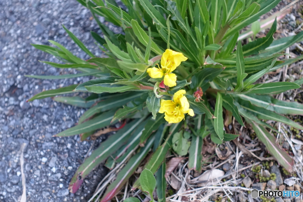 黄色い山野草