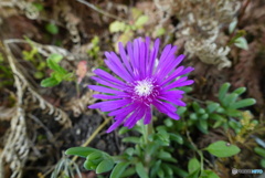 アイスプラントの花2