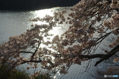 湖と桜