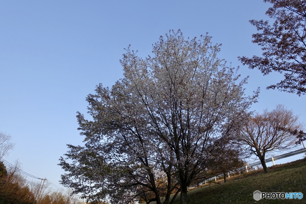 広い空と桜の木