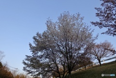 広い空と桜の木