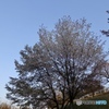 広い空と桜の木