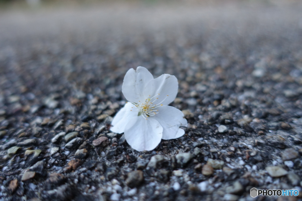 風で転がる桜