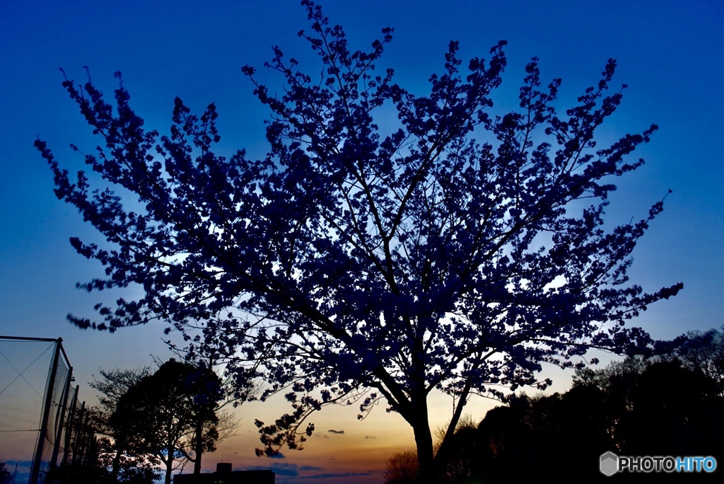 夕暮れと桜1
