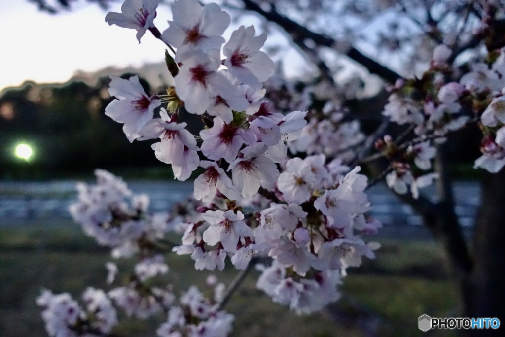 夕暮れと桜3