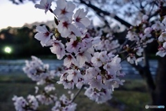 夕暮れと桜3