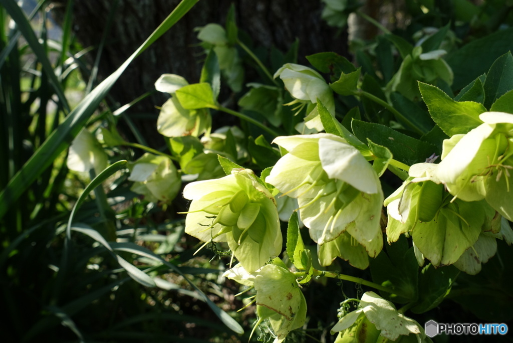 山間の花
