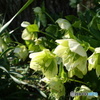 山間の花