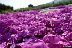 田舎の芝桜